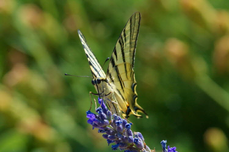 Swallowtail butterfly