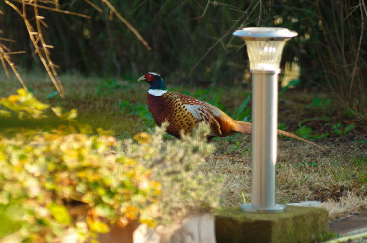 Pheasant male near the house