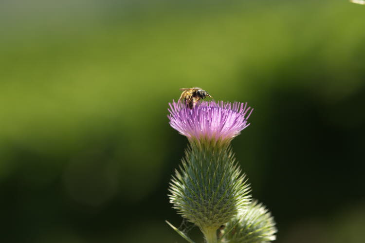 Bee in the cactus blossom