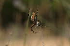 Wasp spider