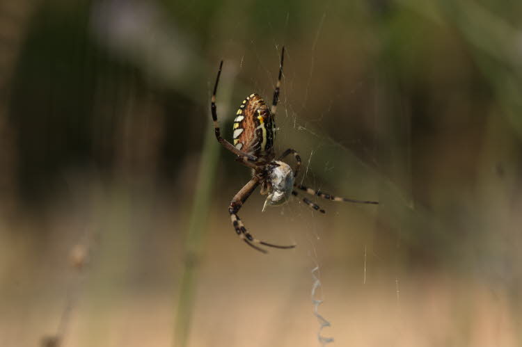 Wasp spider