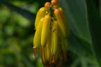 Agave fruits