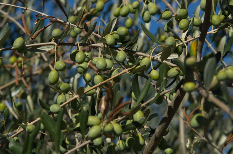 Ripe olives