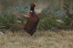 Pheasant male near the house