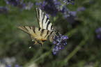 Swallowtail butterfly