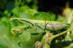 Praying mantis in the herb garden