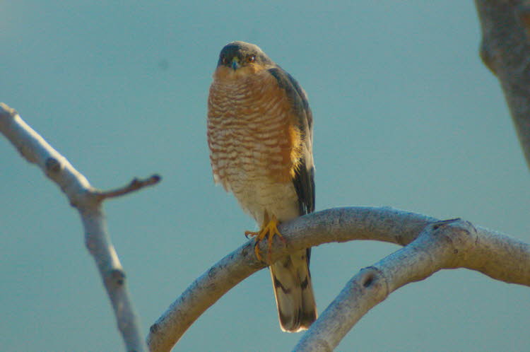 Turmfalke im Feigenbaum