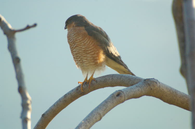 Kestrel in the fig tree