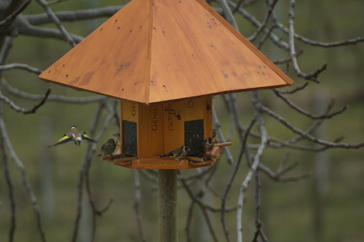 Garden bird-restaurant