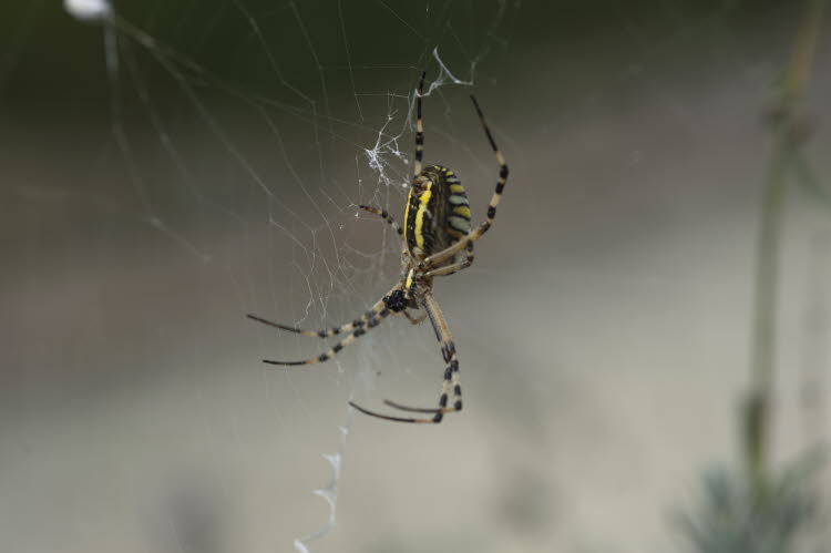 Wasp spider