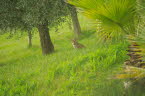 Young fox in the olive grove