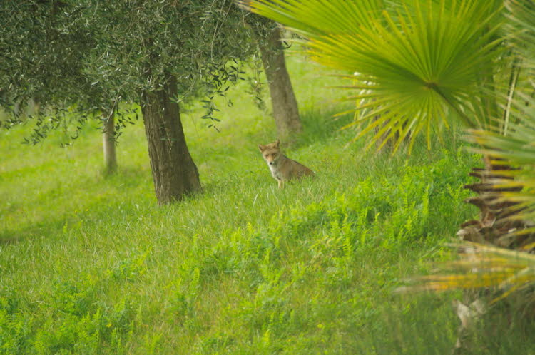 Jungfuchs im Olivenhain