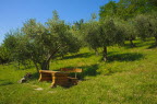 "Breakfast"-bench at the olive-groove