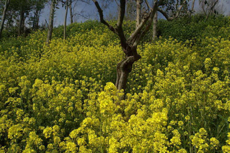 Rapeseed blossom in the olive grove