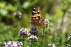 Schmetterling