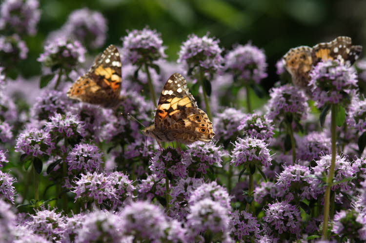 Butterflies in the herb garden