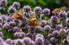 Schmetterlinge im Krutergarten