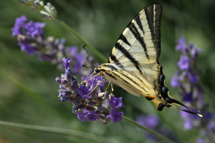 Swallowtail butterfly